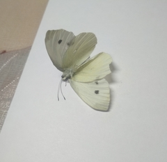 Pieris rapae