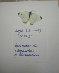 Pieris rapae