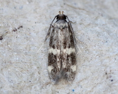 Oegoconia deauratella