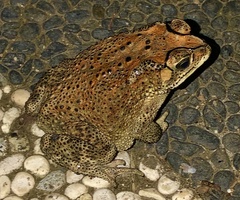 Duttaphrynus melanostictus