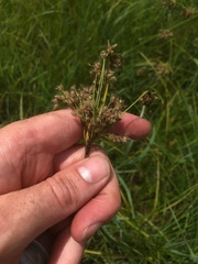 Scirpus atrocinctus