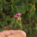 Dianthus carthusianorum polonicus - Photo (c) Aleksandr_Levon, alguns direitos reservados (CC BY-NC), uploaded by Aleksandr_Levon