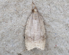 Psilocorsis quercicella