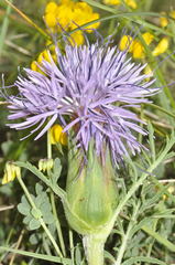 Carthamus mitissimus
