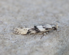 Coleotechnites atrupictella