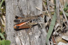 Stenobothrus festivus