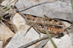 Stenobothrus festivus