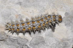 Melitaea didyma