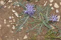 Carthamus mitissimus