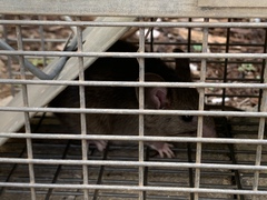 Neotoma