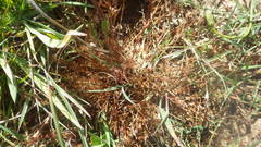 Juncus ranarius