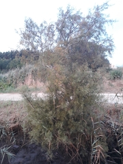Tamarix africana
