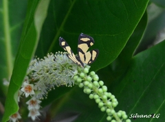 Baeotis zonata zonata