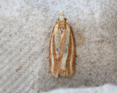 Sparganothis tristriata