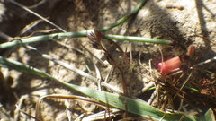Juncus ranarius