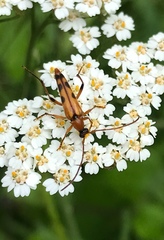 Stenurella septempunctata