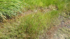 Juncus gerardii gerardii
