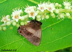 Lamprospilus collucia