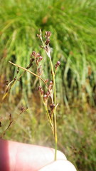 Juncus gerardii gerardii