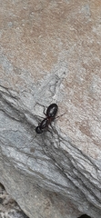 Camponotus herculeanus