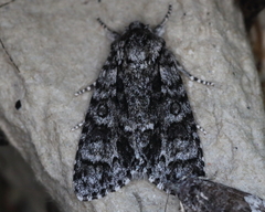 Acronicta impressa
