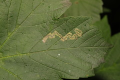 Stigmella speciosa