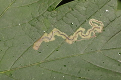 Stigmella speciosa