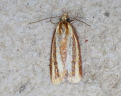 Sparganothis tristriata