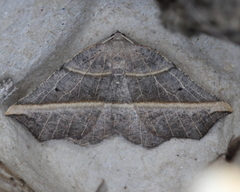 Metanema determinata