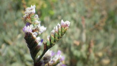 Limonium binervosum