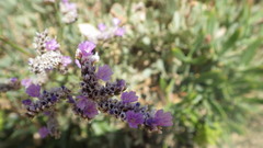 Limonium binervosum