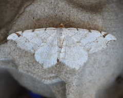 Macaria masquerata