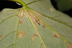 Hemerobius lutescens