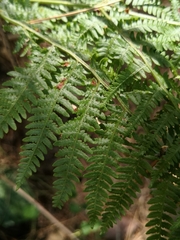 Pteridium tauricum