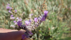 Limonium binervosum
