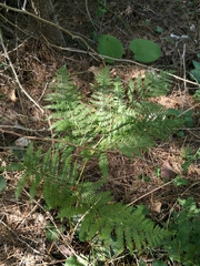 Pteridium tauricum