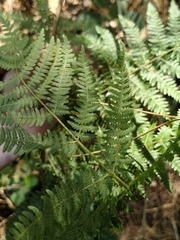 Pteridium tauricum