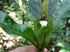Bertiera fimbriata