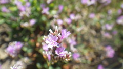 Limonium binervosum