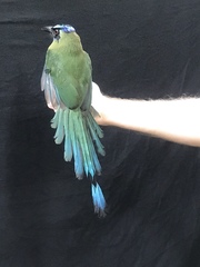 Momotus subrufescens