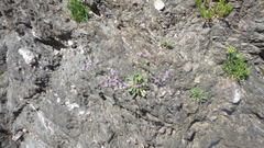Limonium binervosum
