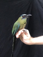 Momotus subrufescens