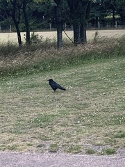 Corvus corone corone