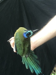 Momotus subrufescens