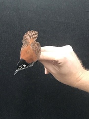 Cantorchilus nigricapillus