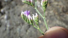Limonium binervosum