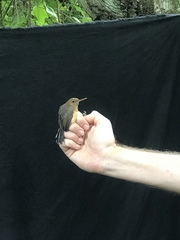 Ramphocaenus melanurus