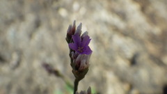Limonium binervosum