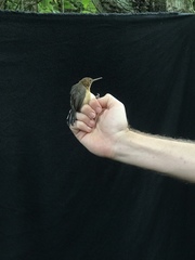 Ramphocaenus melanurus