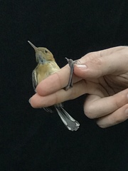 Ramphocaenus melanurus